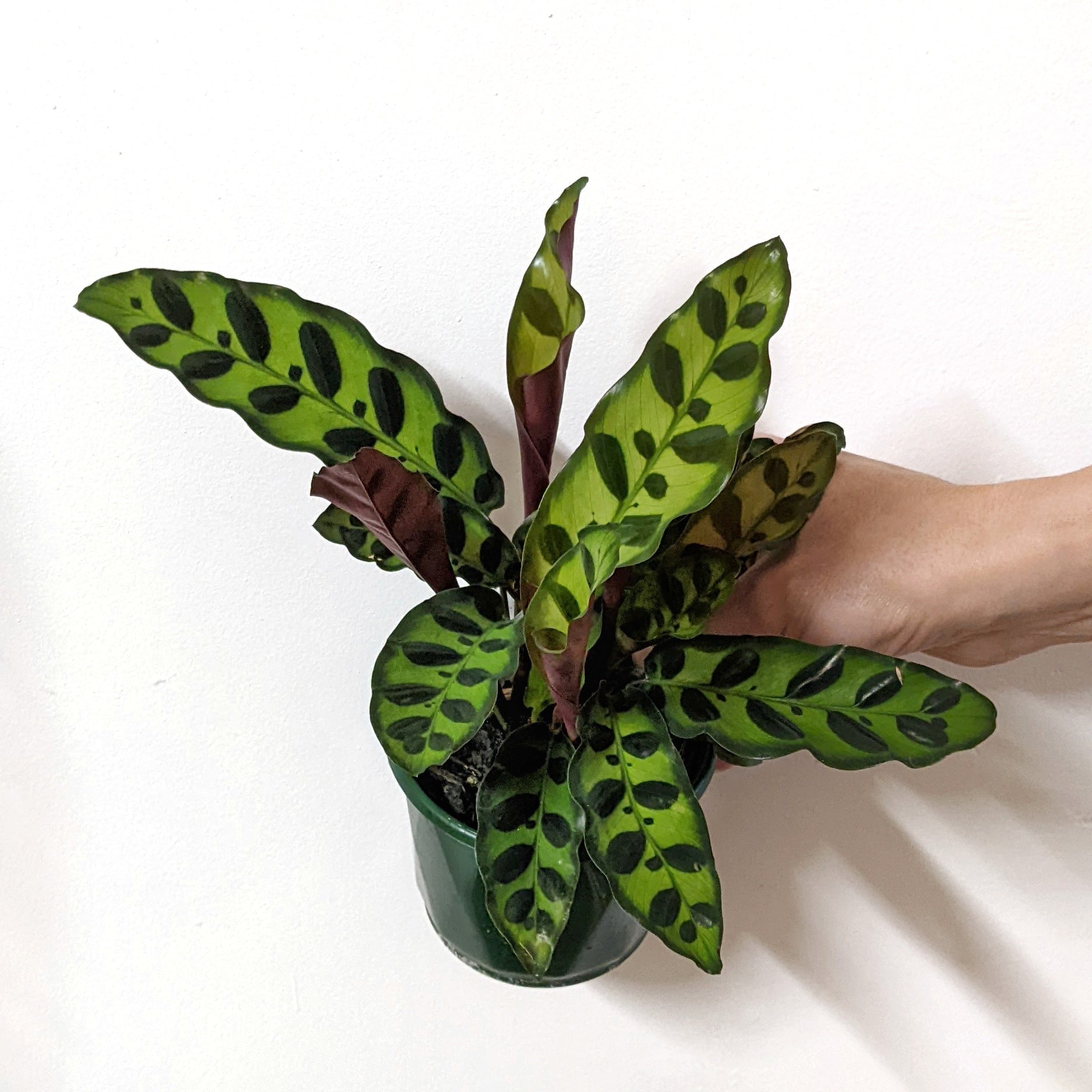 Calathea lancifolia insignis - 13cm pot